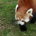 Red Panda