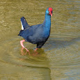 Lagoa dos Salgados Biodiversity