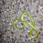 Rough Green Snake (Dead)