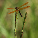 Eastern Amberwing Dragonfly