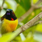 Flaming Sunbird