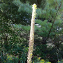 Common Mullein