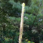 Common Mullein