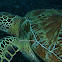 sea turtle