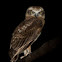 Southern Boobook