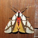 Tiger Moth