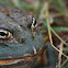 African Bullfrog