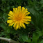 Common Dandelion