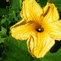 Pumpkin