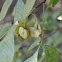Hop Tree, Wafer Ash,