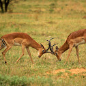 Impala