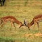 Impala