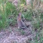 Nuttall's Cottontail