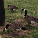 Canada Goose