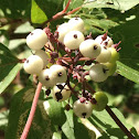 Snow berry
