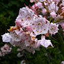 Mountain Laurel