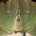 Indian moon moth/ Indian Luna moth