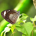 Striped Blue Crow (female)