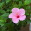 Pink Hibiscus