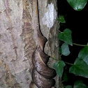 Slug