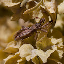 assassin bug