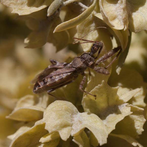 Spotting Image 1