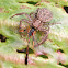 Xysticus bifasciatus
