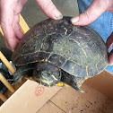 Red-eared Slider