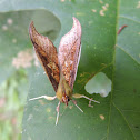 Polilla