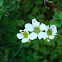 Saxifraga