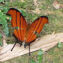 Ruddy Daggerwing Butterfly