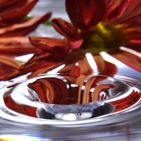 Liquid Vortex by Nathan Cool - Fine Art Abstract
