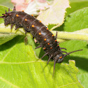 Pipevine swallowtail caterpillar