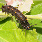 Pipevine swallowtail caterpillar