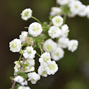 Unknown bush