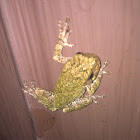 Gray or Cope's Treefrog