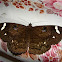 Erebus Moth