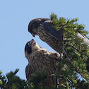 Peregrine Falcon (fledglings)