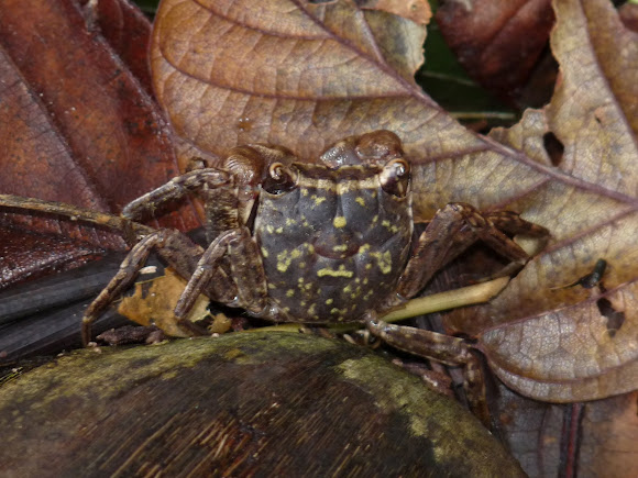 Spotting Image 1