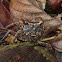 Mangrove Tree Crab