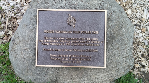 George Washington Tulip Poplar Tree