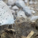 Eastern tail blue
