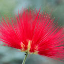 Calliandra Flower