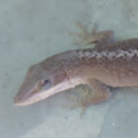 Carolina Anole
