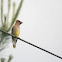 Cedar Waxwing