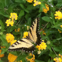 Eastern Tiger Swallowtail (male)