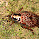 Cockroach