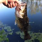 Largemouth Bass