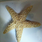 Starfish