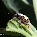 Gorgulho (Weevil)